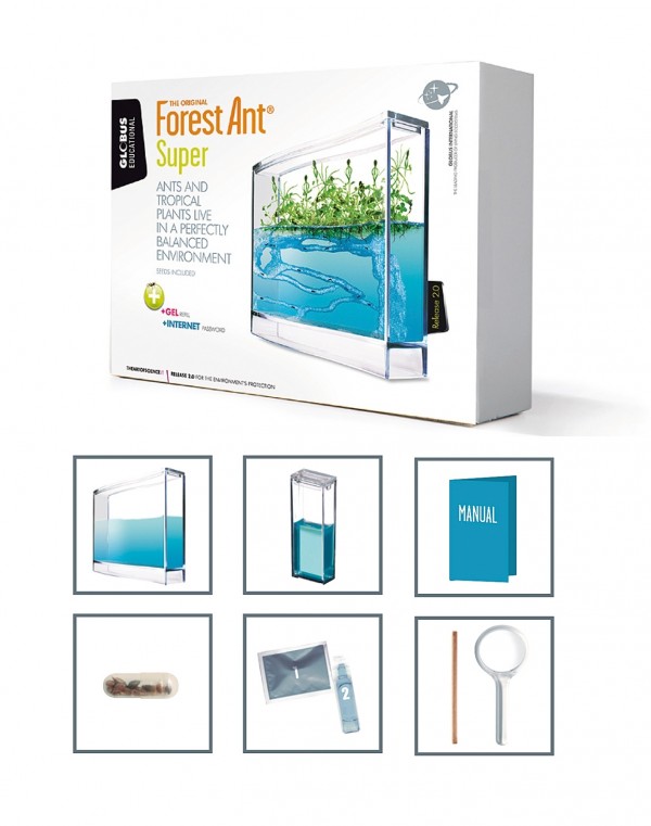 Das Forest - Ant Ecoterrarium