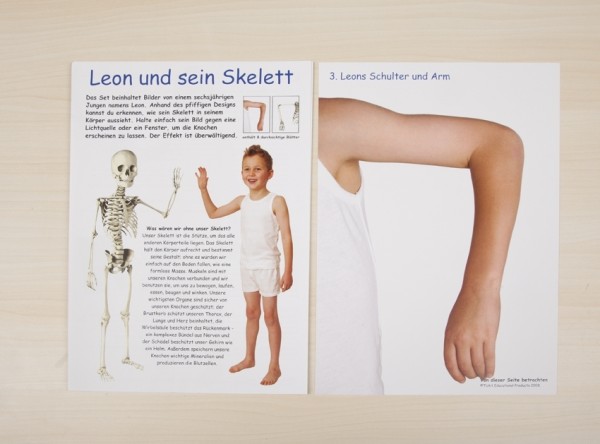 Leon's Knochen